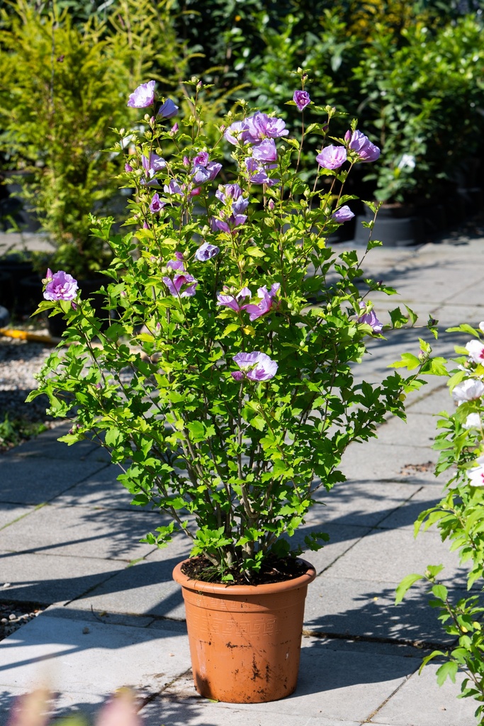 Hibiscus syriacus 'Lavender Chiffon'