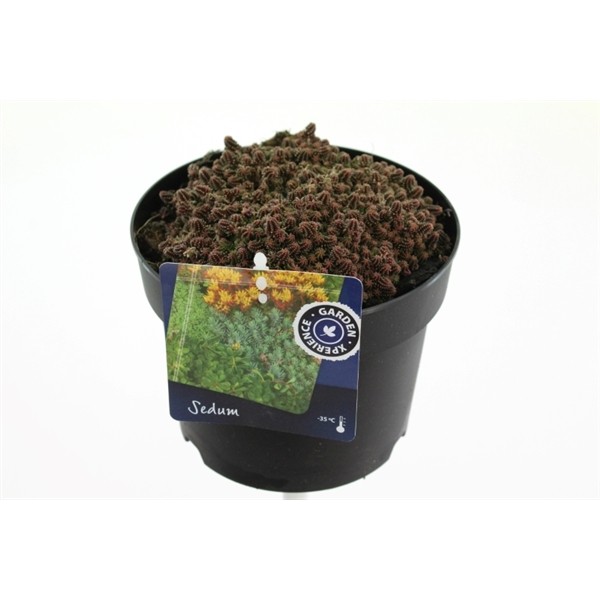 Sedum sexangulare