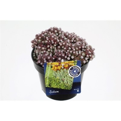 Sedum spathulifolium 'Cape Blanco'