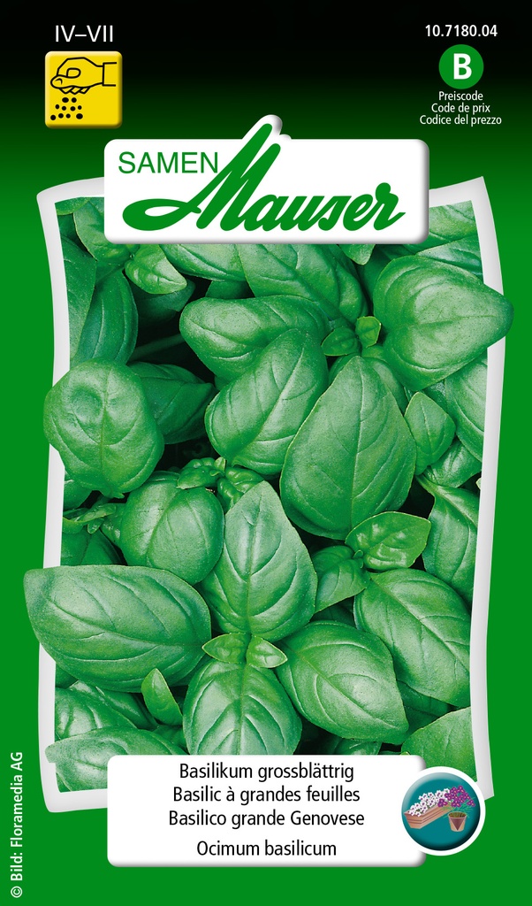 Basilic à grande feuille