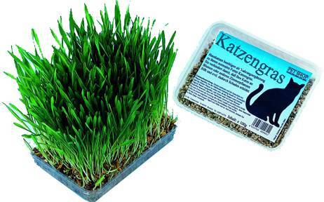 Herbe à chats. 100 g