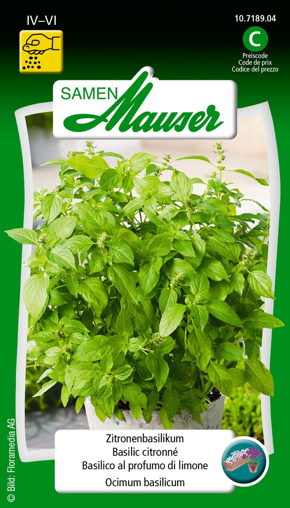 Basilic citron sweet dani
