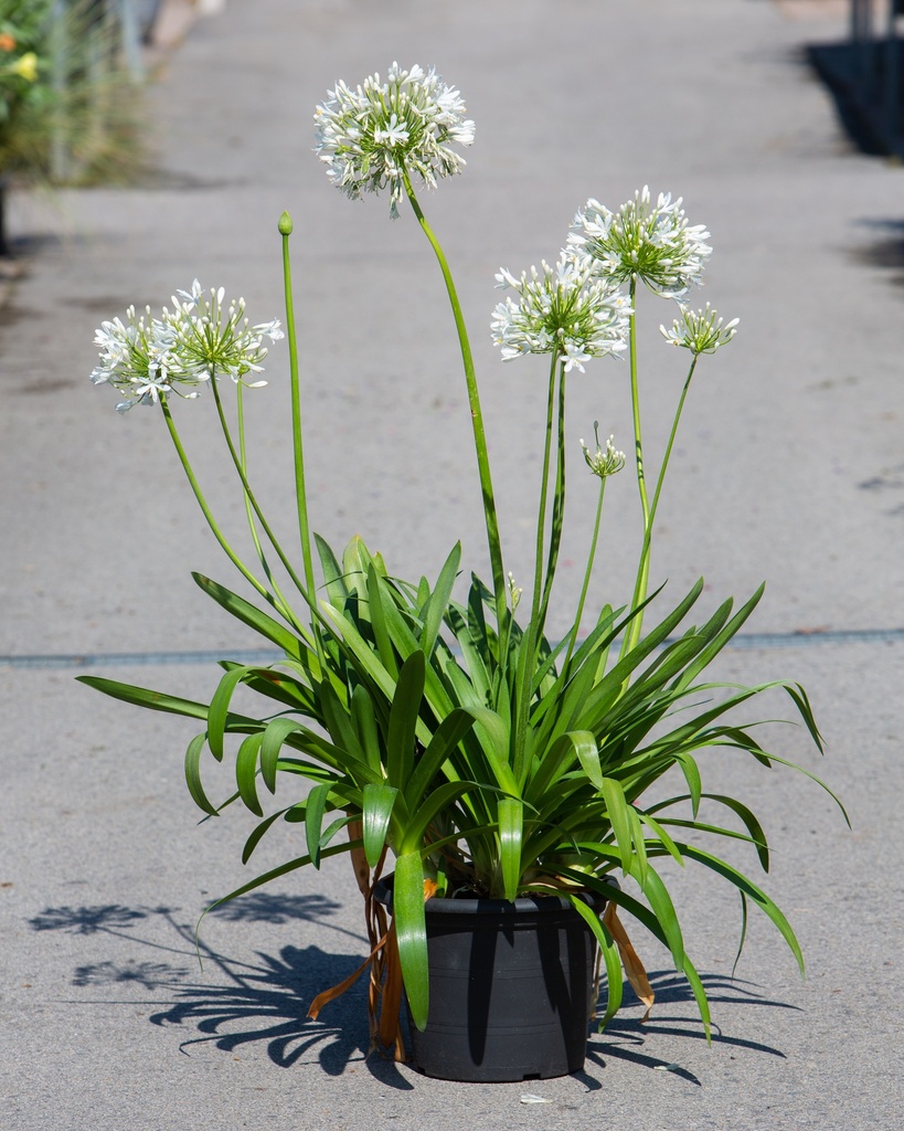 Agapanthus africanus 'Amourette'