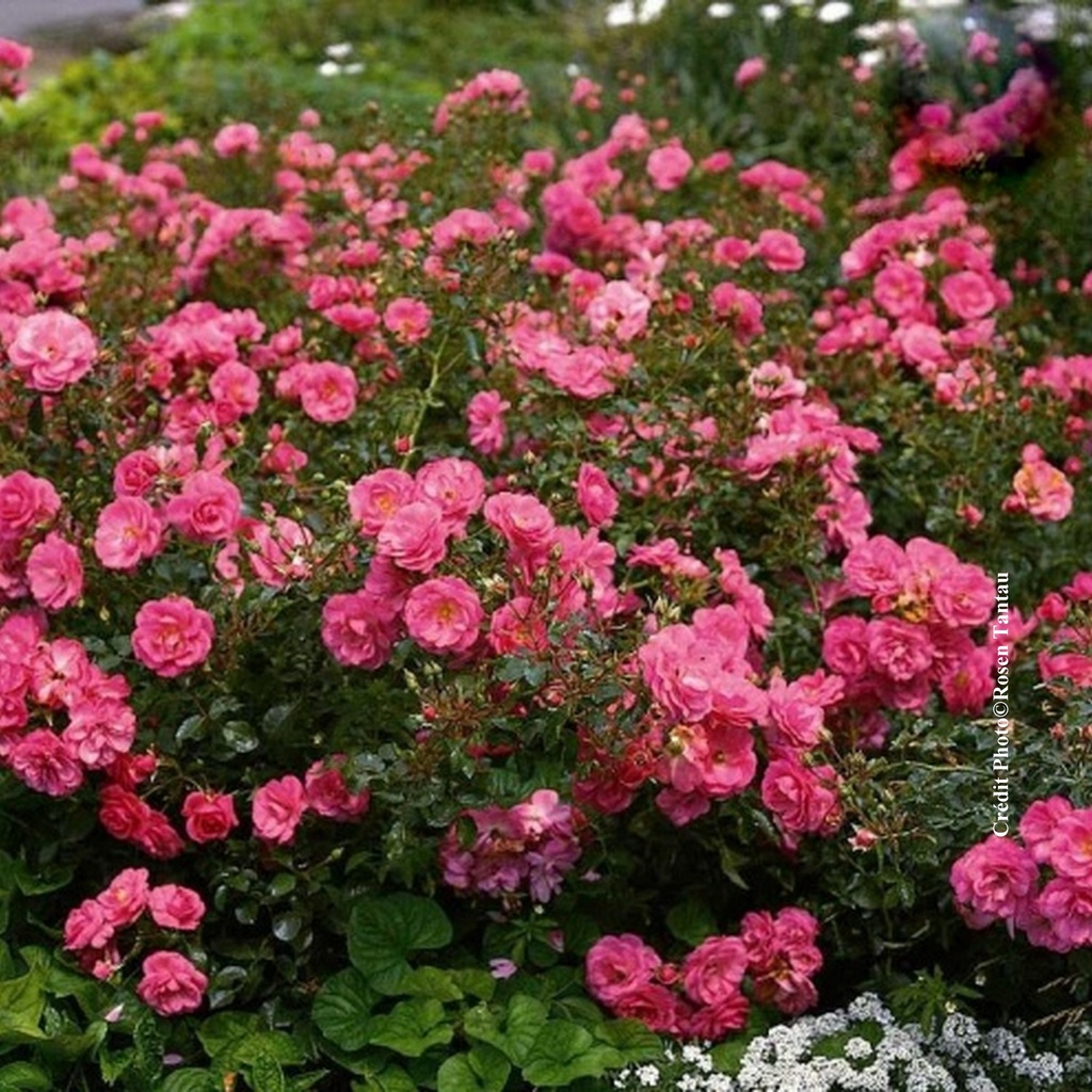 Rosier paysager 'Mirato'