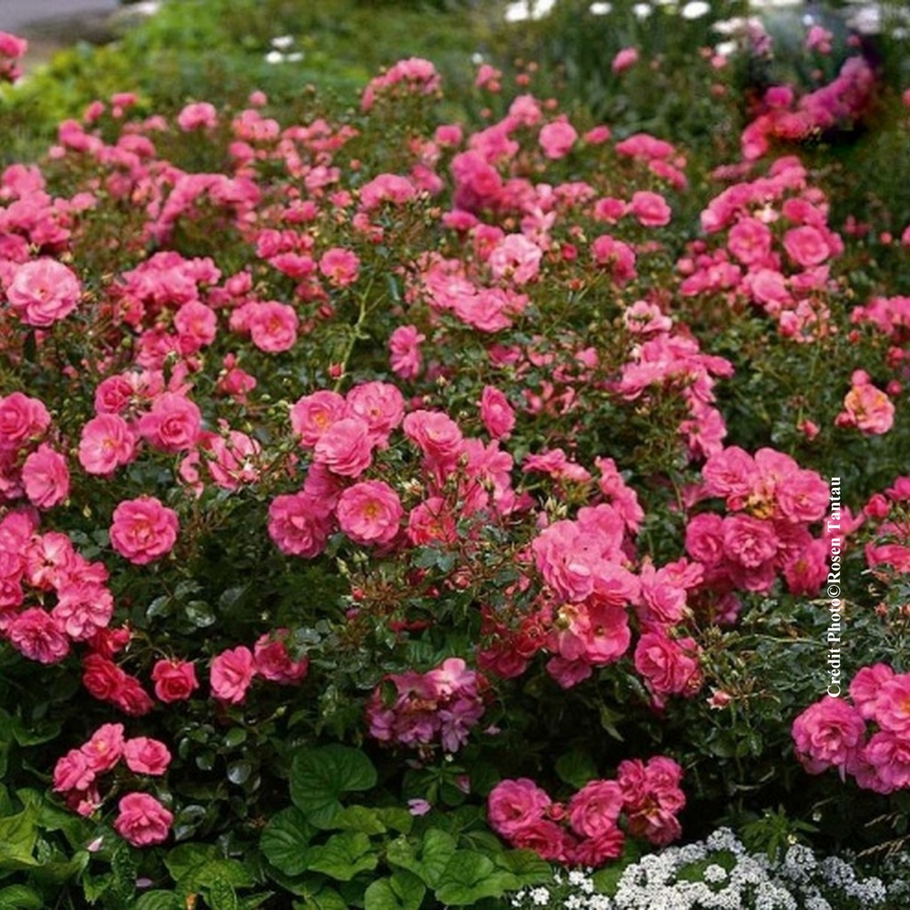 Rosier paysager 'Pearl Mirato'