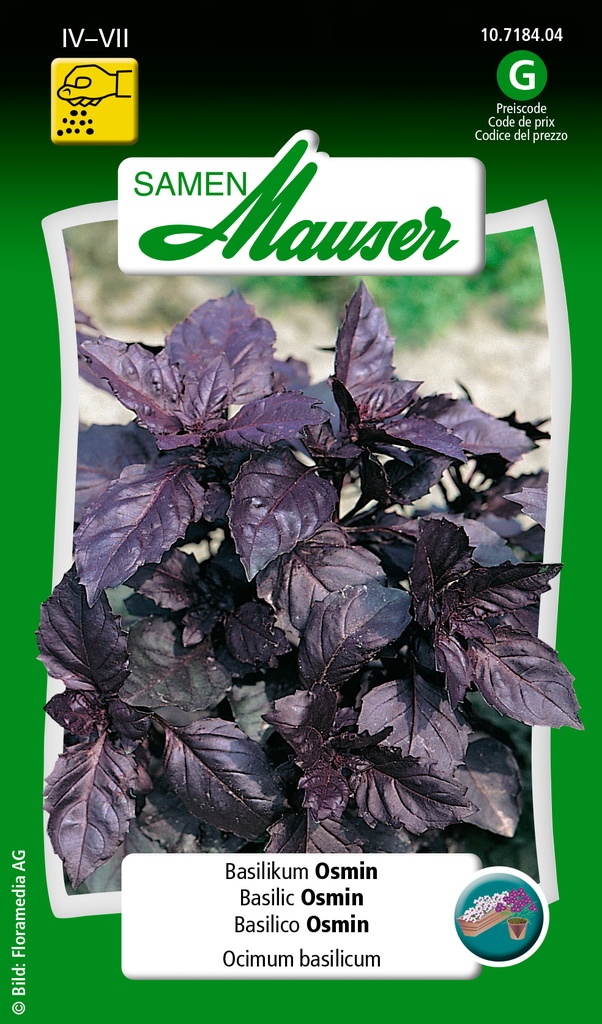 Basilic osmin