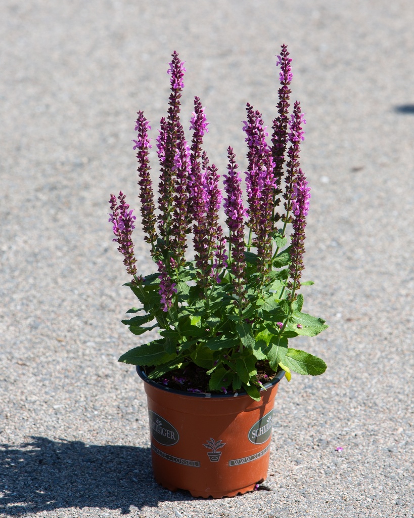 Salvia nemorosa 'Sensation Rose'