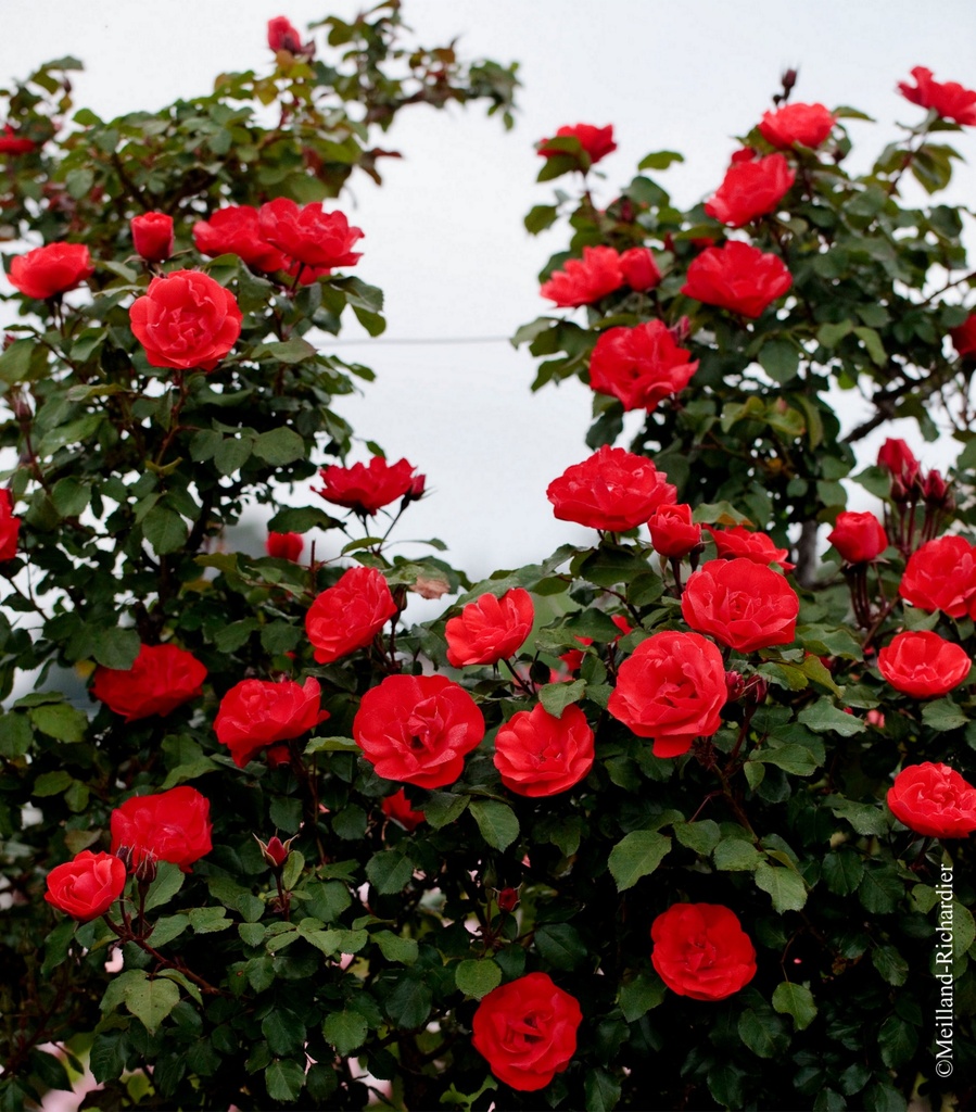 Rosier grimpant 'Cookies'