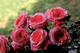 Rosier generosa 'Institut Lumière'®