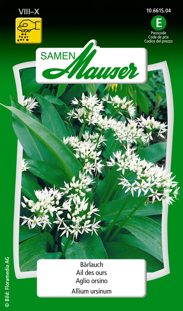 Allium ursinum /ail des ours
