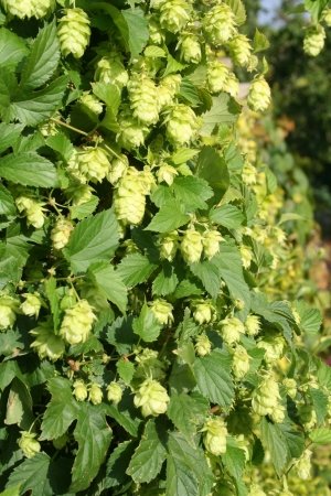 Humulus lupulus 'Nordbrau'