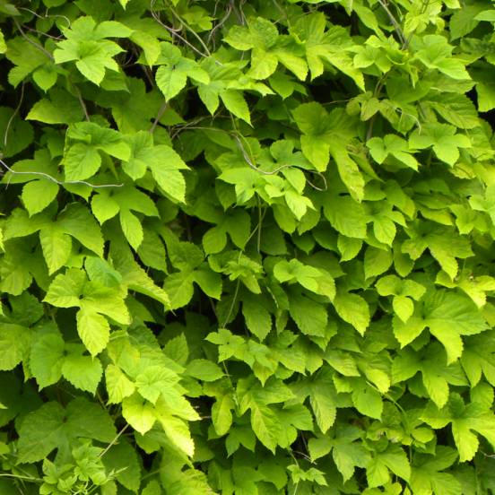 Humulus lupulus 'Aureus'