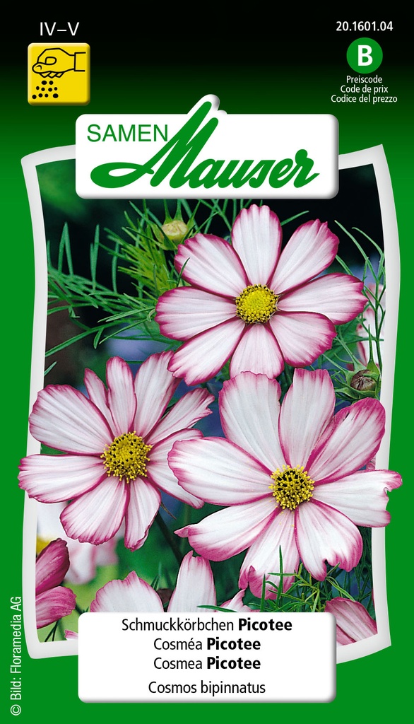 Cosmos bipinnatus picotée