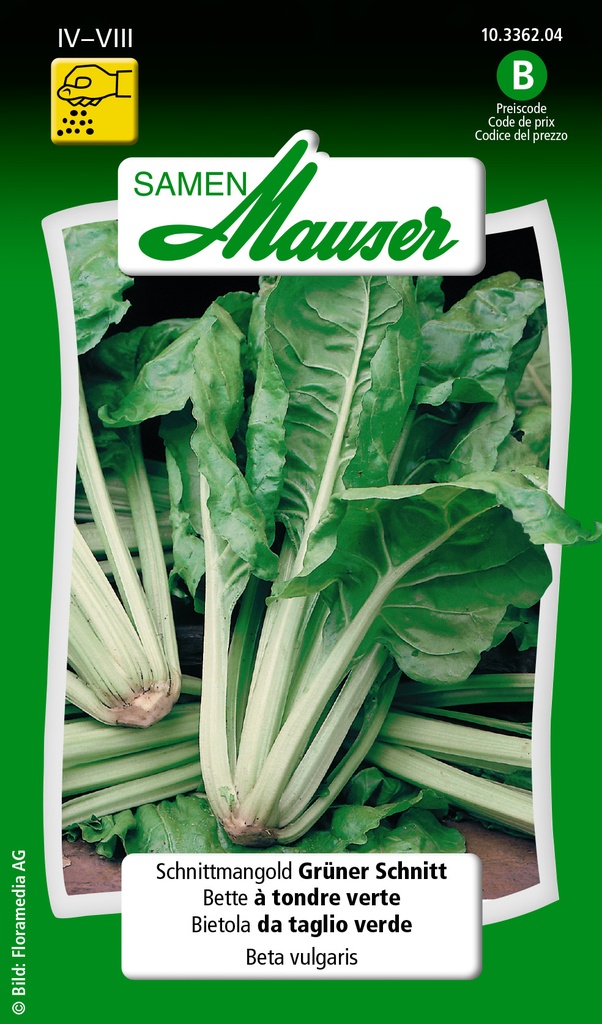 Côte de Bette à tondre verte