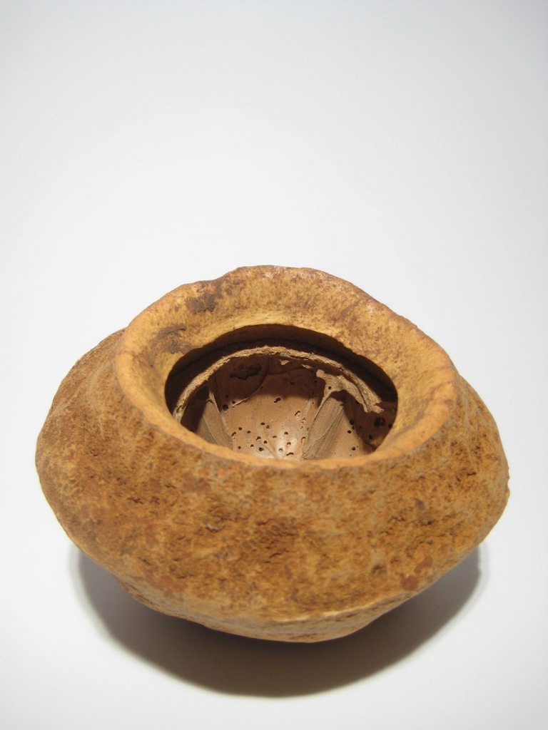 Sapucaia natur