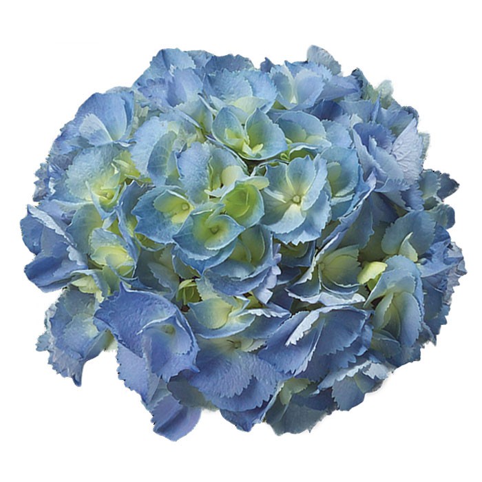 Hydrangea macrophylla 'Elbtal'