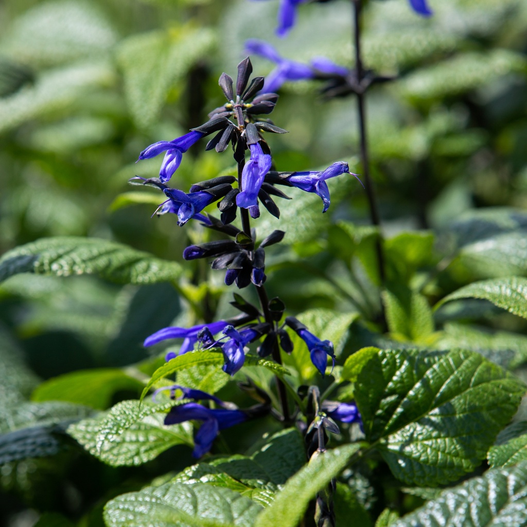 Salvia guarannitica 'Black&Blue'