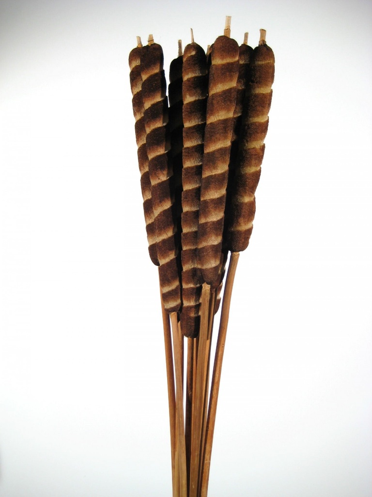 Schilfkolben Noir Zebra