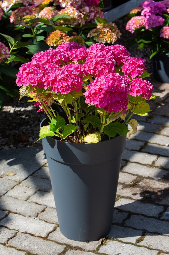 Hydrangea macrophylla 'Leuchtfeuer'