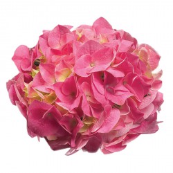 Hydrangea macrophylla 'Rosita'