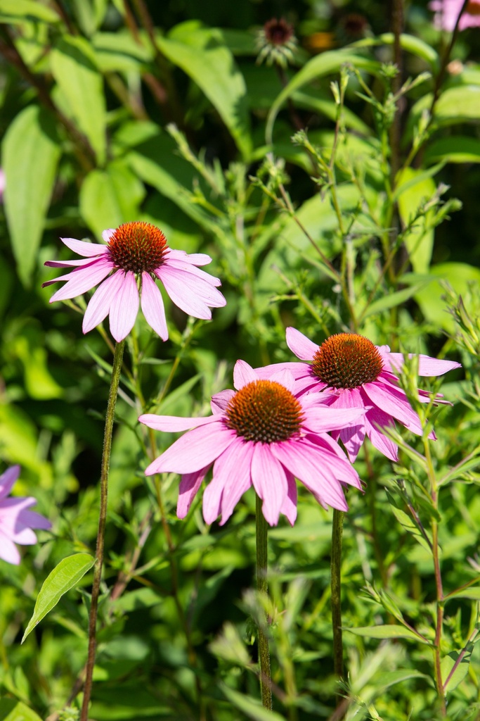 Echinacea 'Little Magnus'