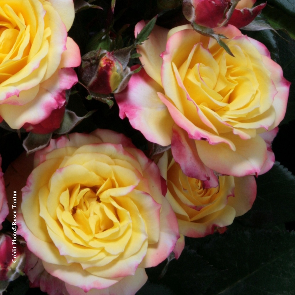 Rosier miniature 'Tropical Clementine'