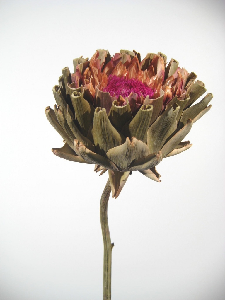 Artischocke gigante