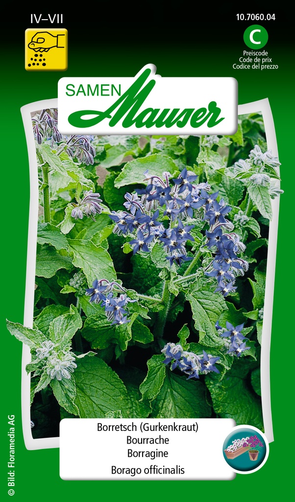 Bourrache borrago Officinalis