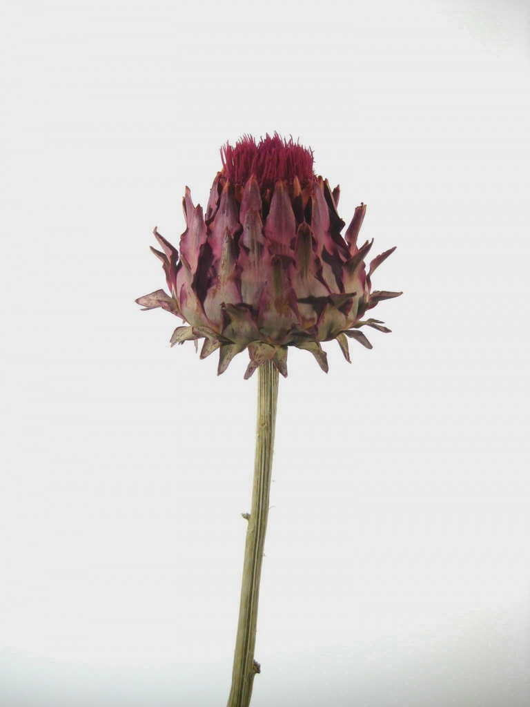 Cynara moyen