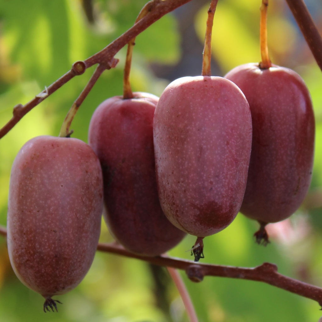 Actinidia arguta 'Ken's Red'