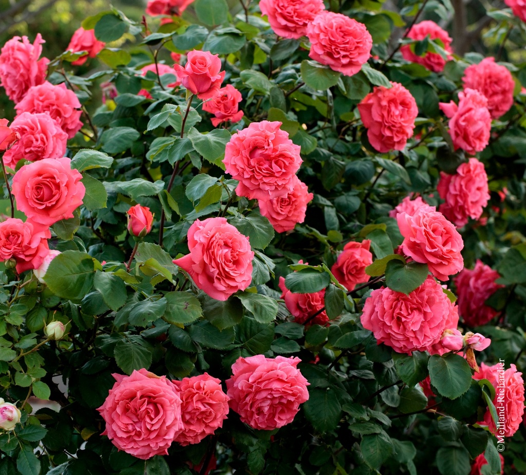 Rosier grimpant 'Dee Dee Bridgewater'