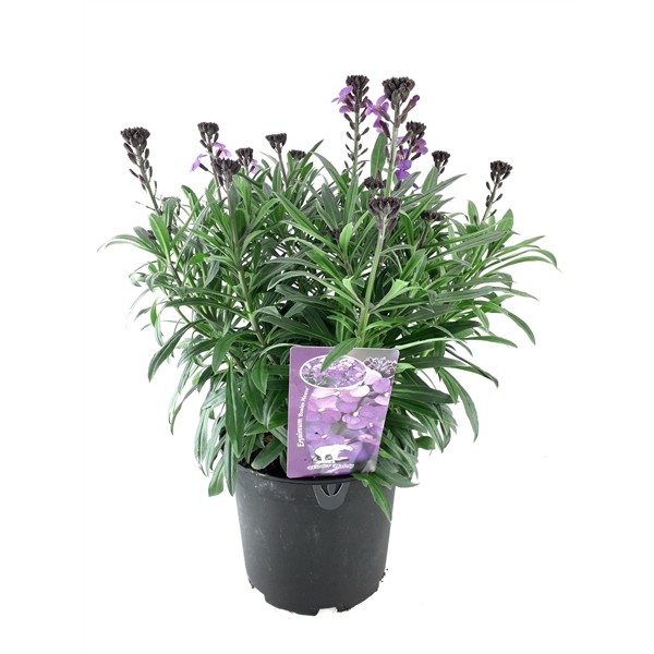 Erysimum 'Bowles Mauve'