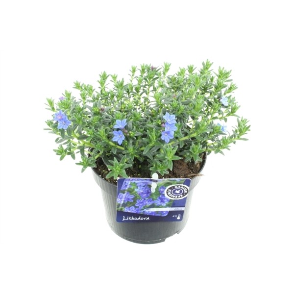 Lithodora diffusa