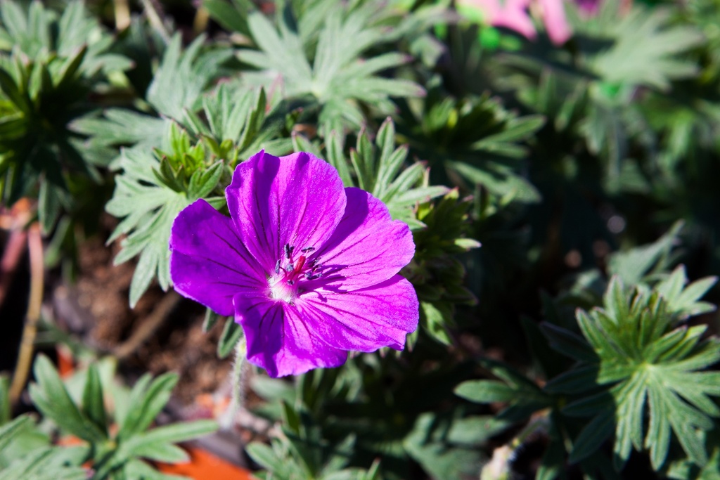 Geranium 'Tiny Monster'