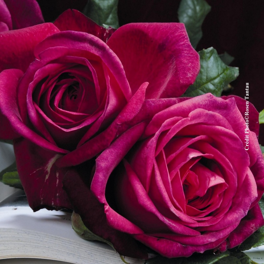 Rosier 'Goethe Rose' / 'Parfum de Honfleur'