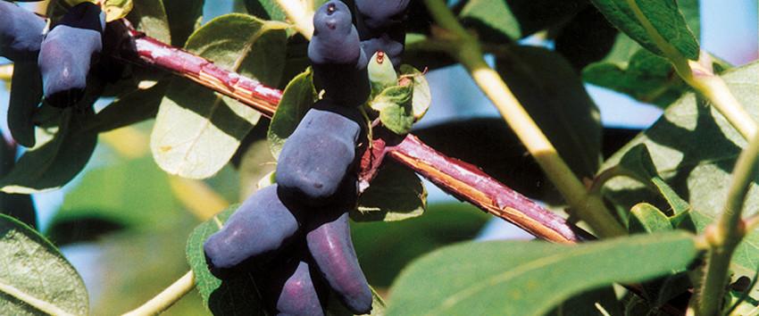 Lonicera kamtschatica 'Amur'