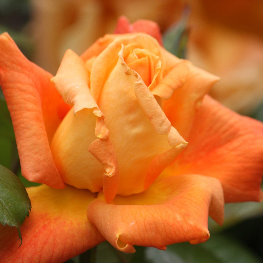 Rosier grimpant 'Louis de Funès® ' NOUVEAUTE