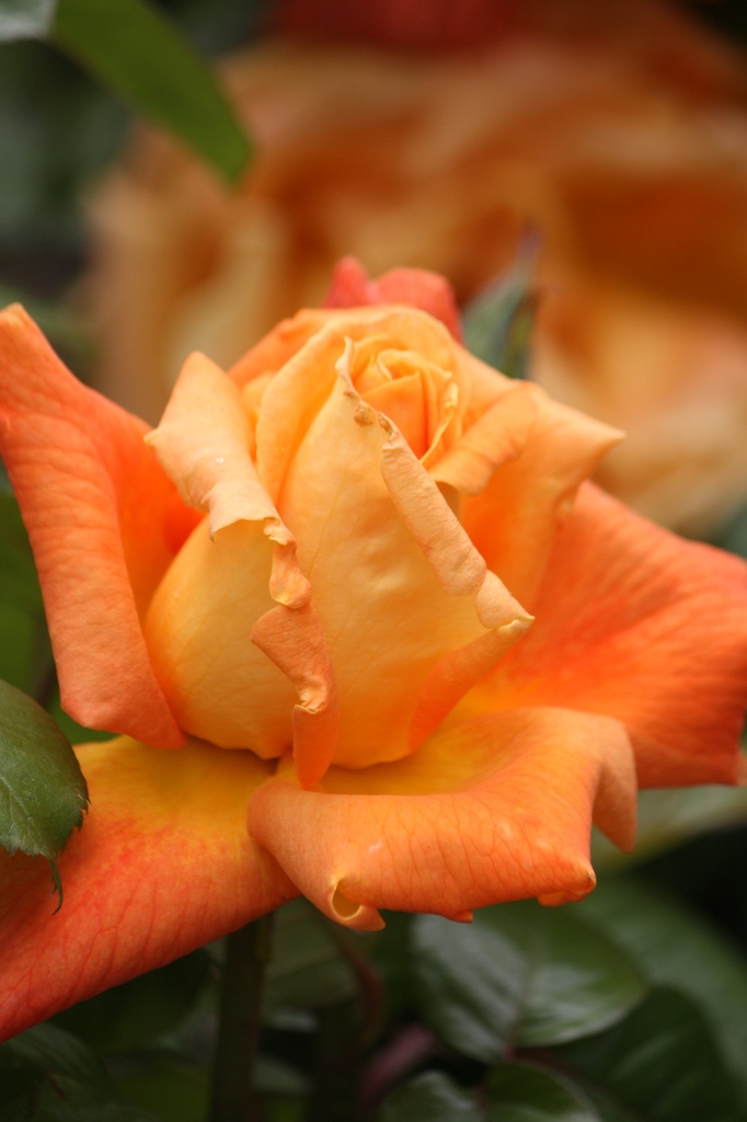 Rosier grimpant 'Louis de Funès® ' NOUVEAUTE