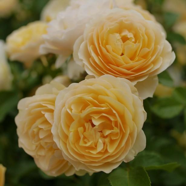 Rosier anglais, grimpant 'Graham Thomas'