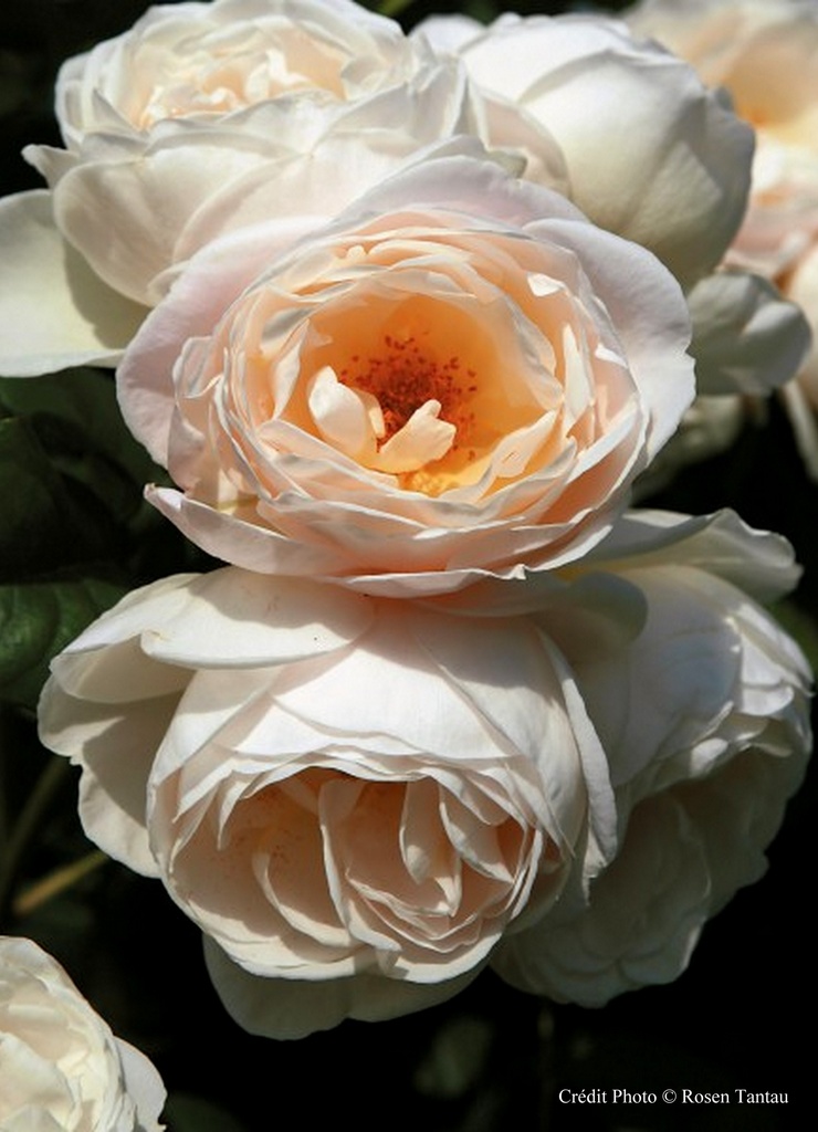 Rosier grimpant 'Uetersener Klosterrose ®'