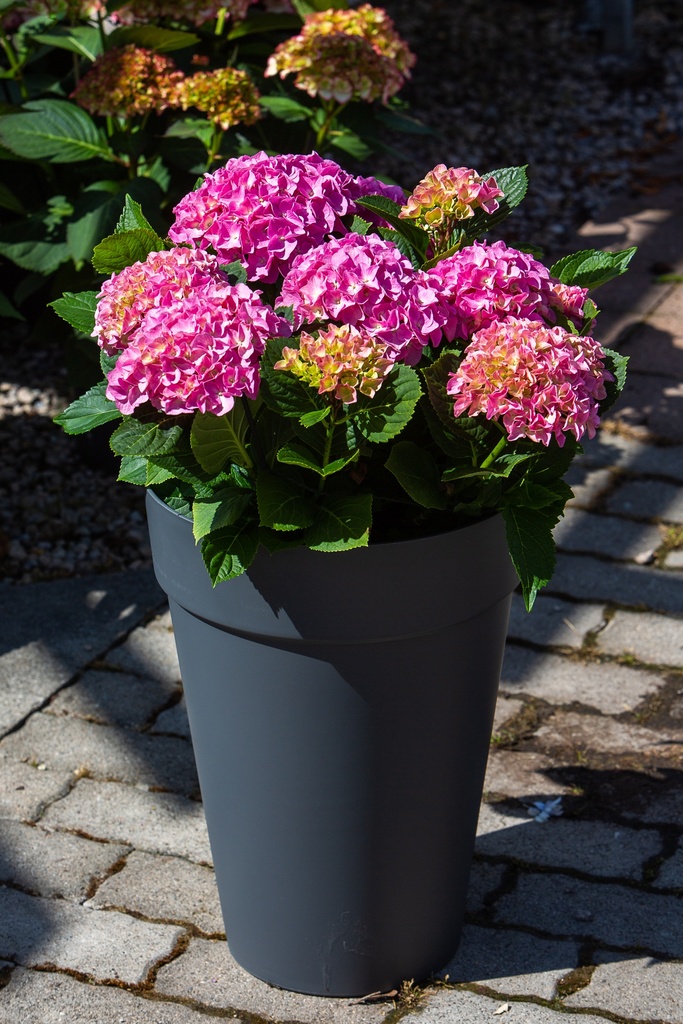 Hortensia