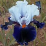 Iris germanica 'Chelsea Bleu'