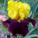 Iris germanica 'Country Charm'