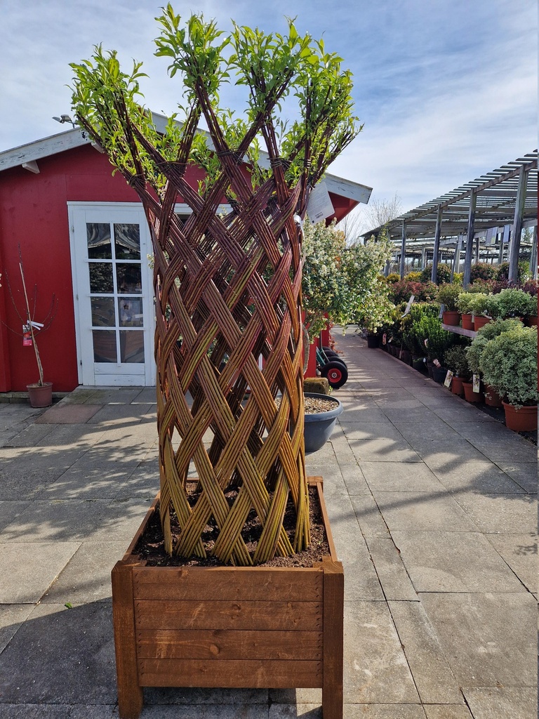 Salix sculpté Living Willow Suprem 'Diamant