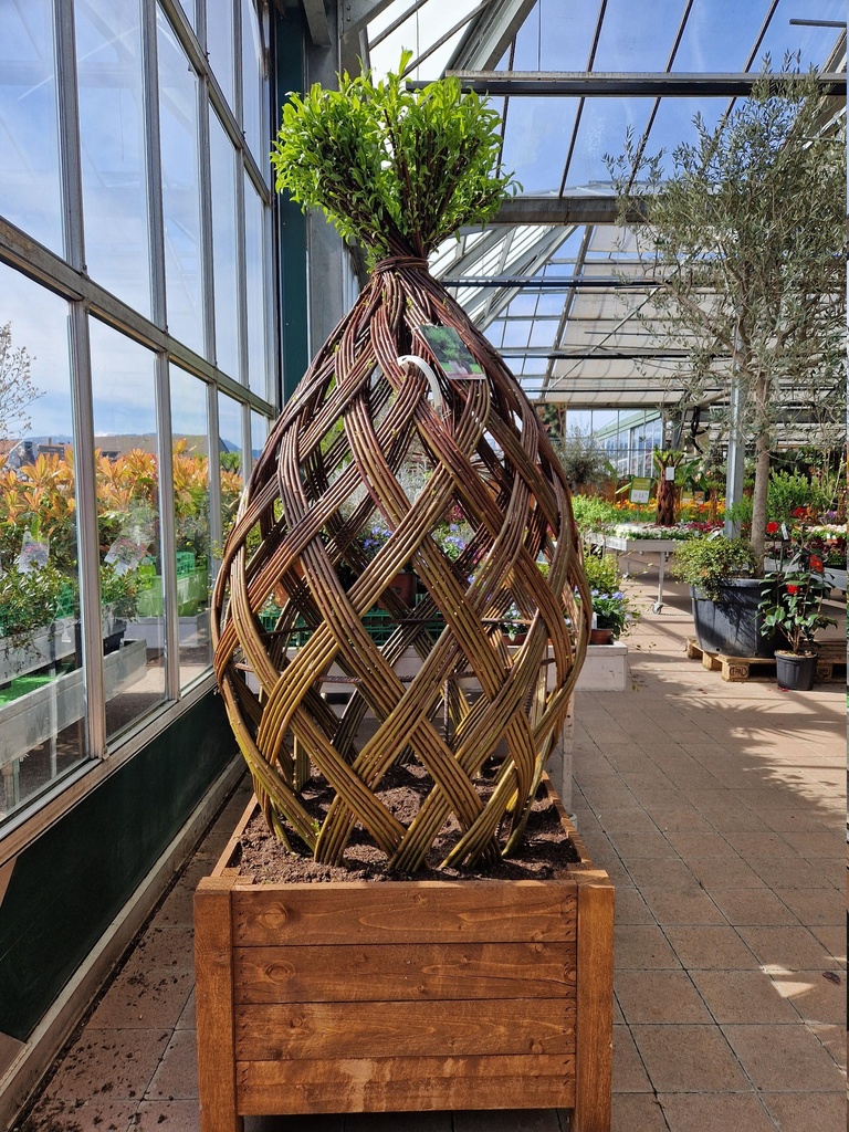 Salix sculpté Living Willow Supreme 'Harlekin'