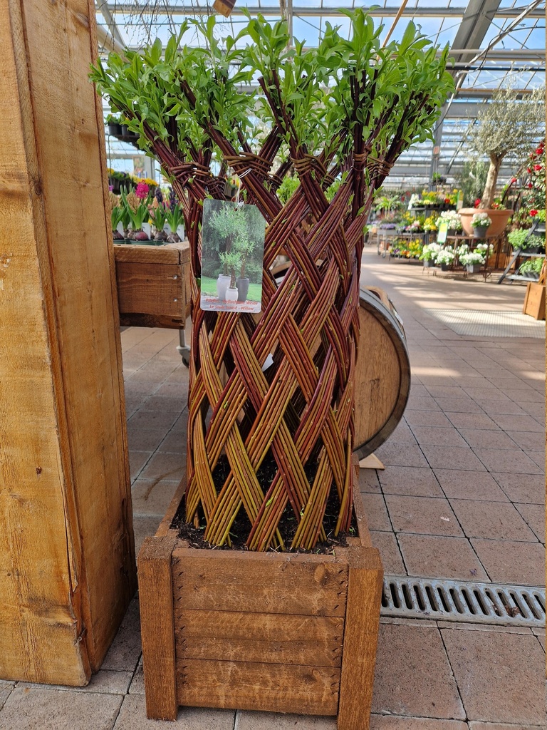 Salix sculpté Living Willow Supreme