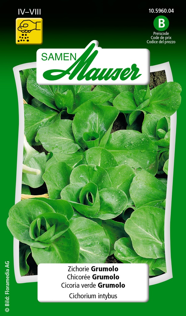 Chicorée verte Grumolo