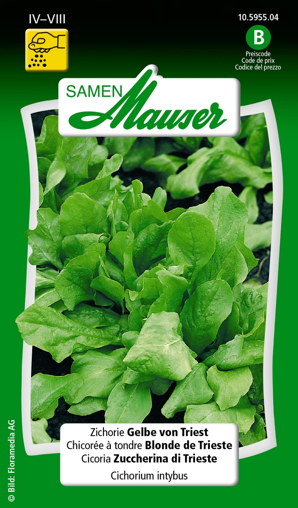 Chicorée blonde de Trieste