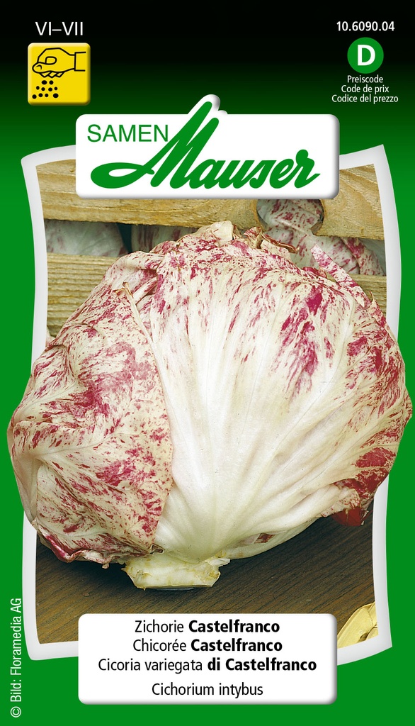 Chicorée Castelfranco
