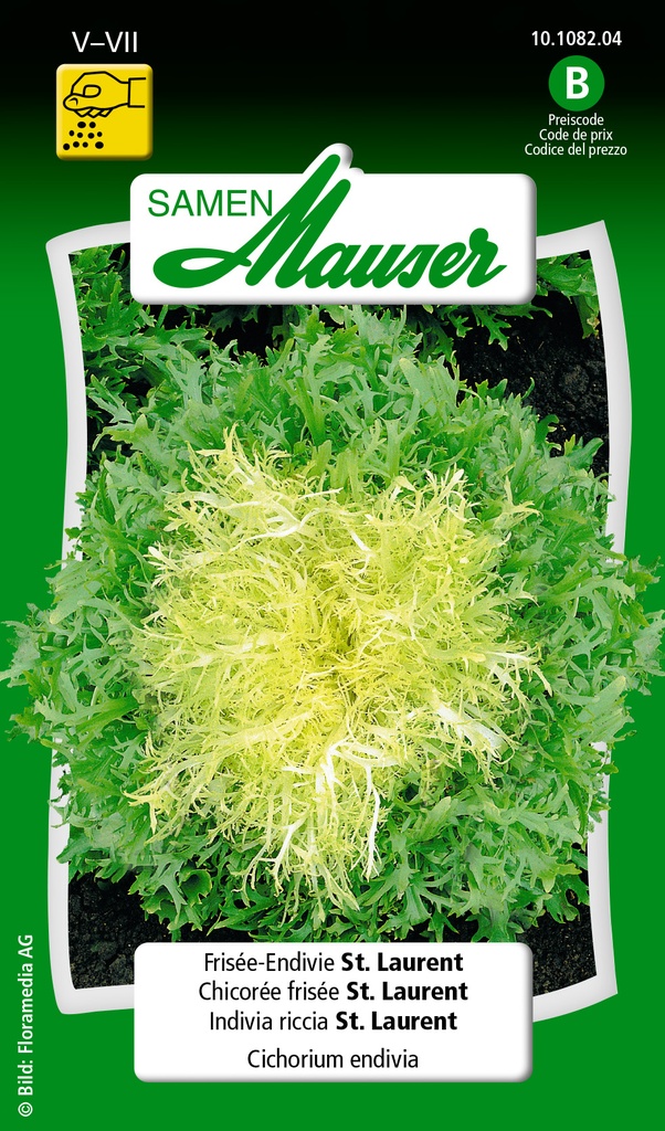 Chicorée frisée St.-Laurent